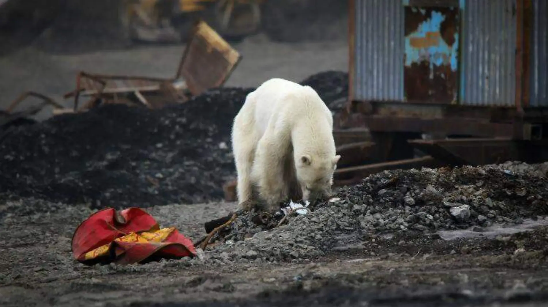 oso polar REUTERS (1)